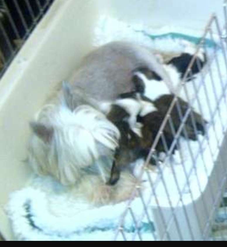 Omegaville Back with a Bang To Shumllea JW.