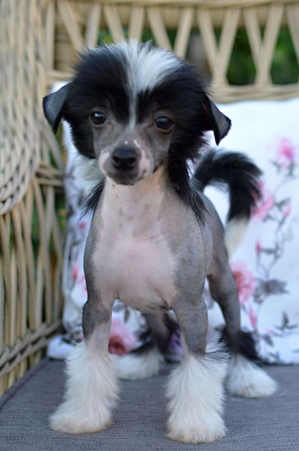 Wild Peony z Andelovy dlane