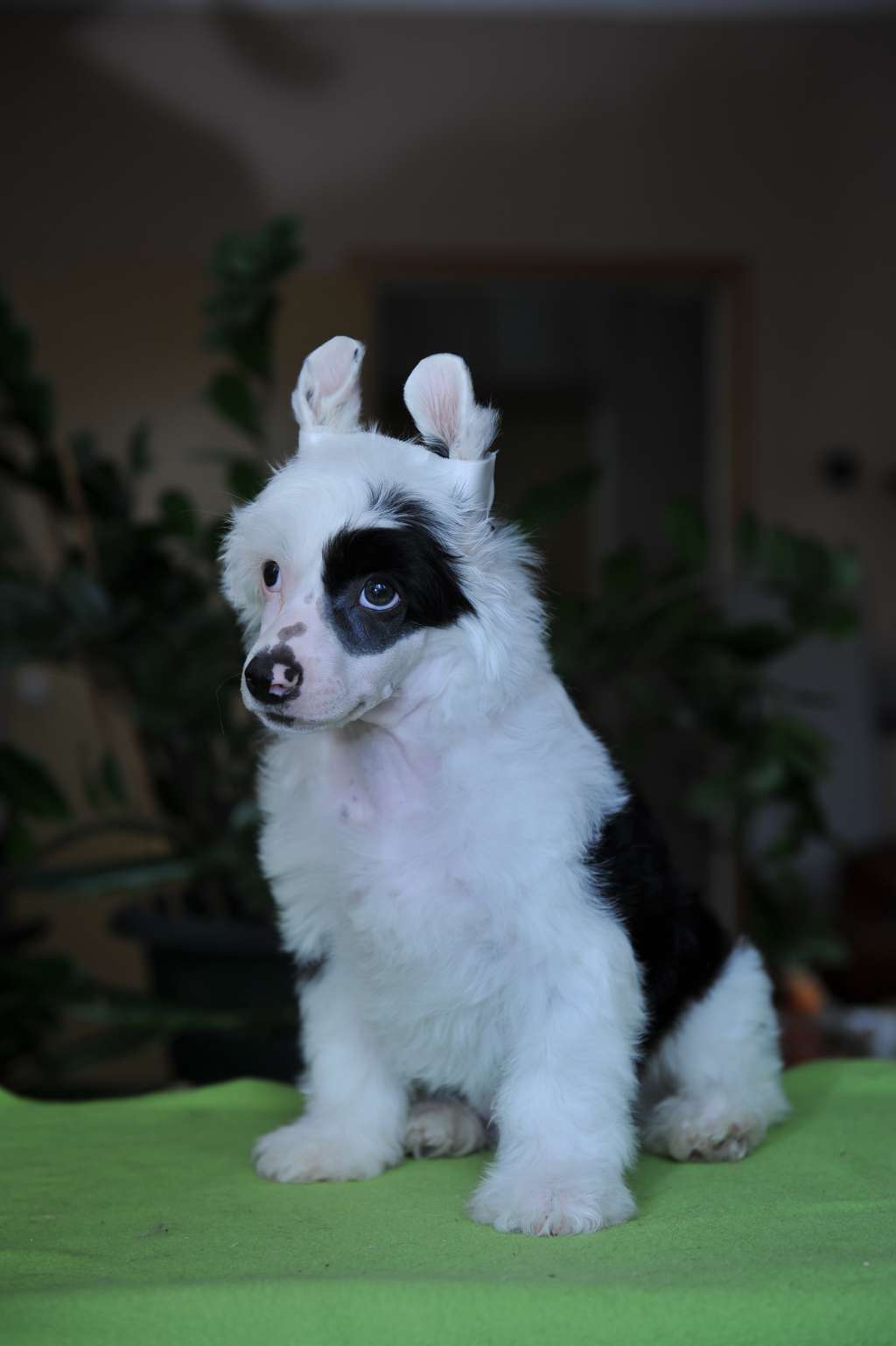 Kranar Light of My Life