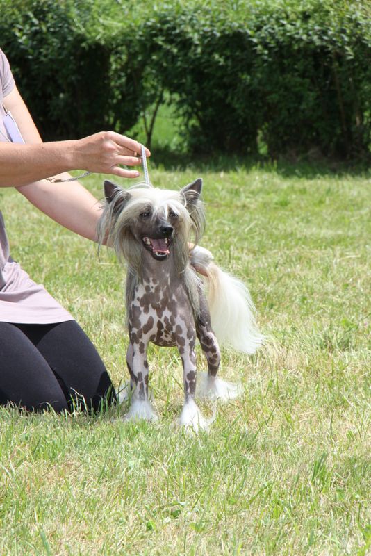 Chariots of Fire Princes de la Roses