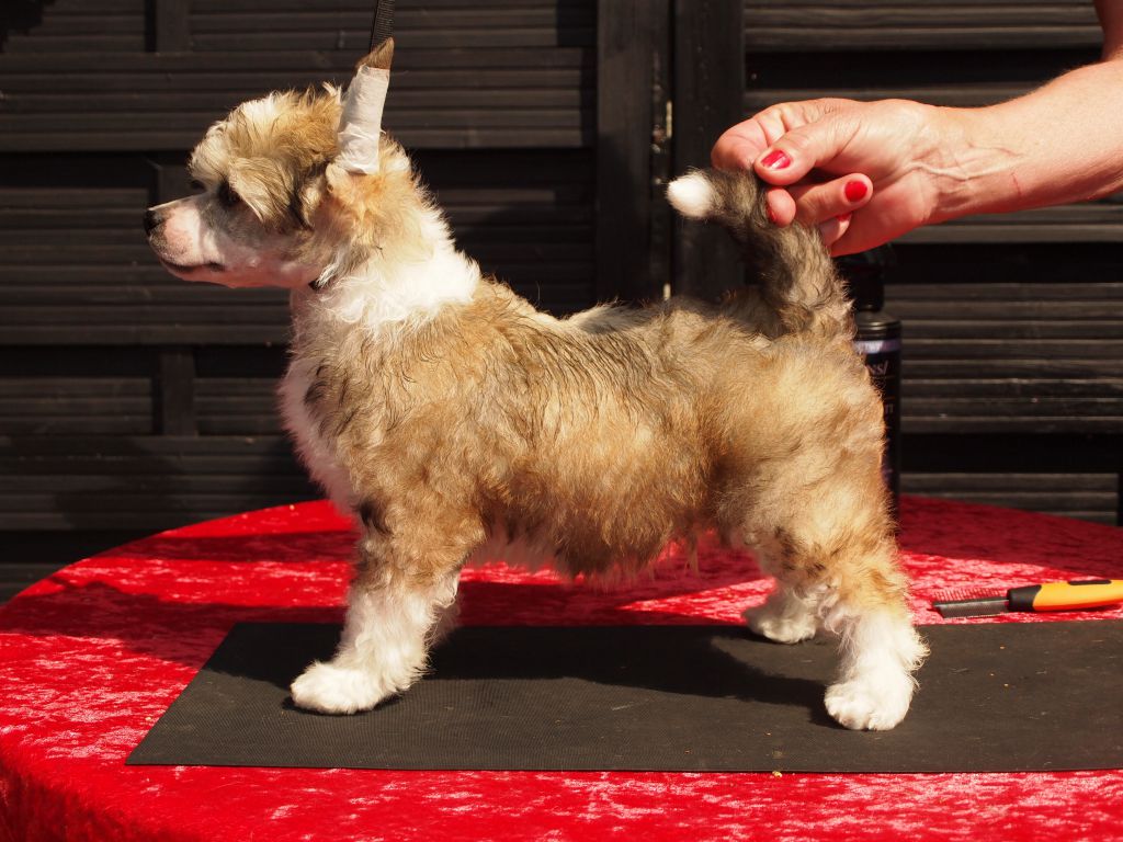 Lionheart Kry Me A River