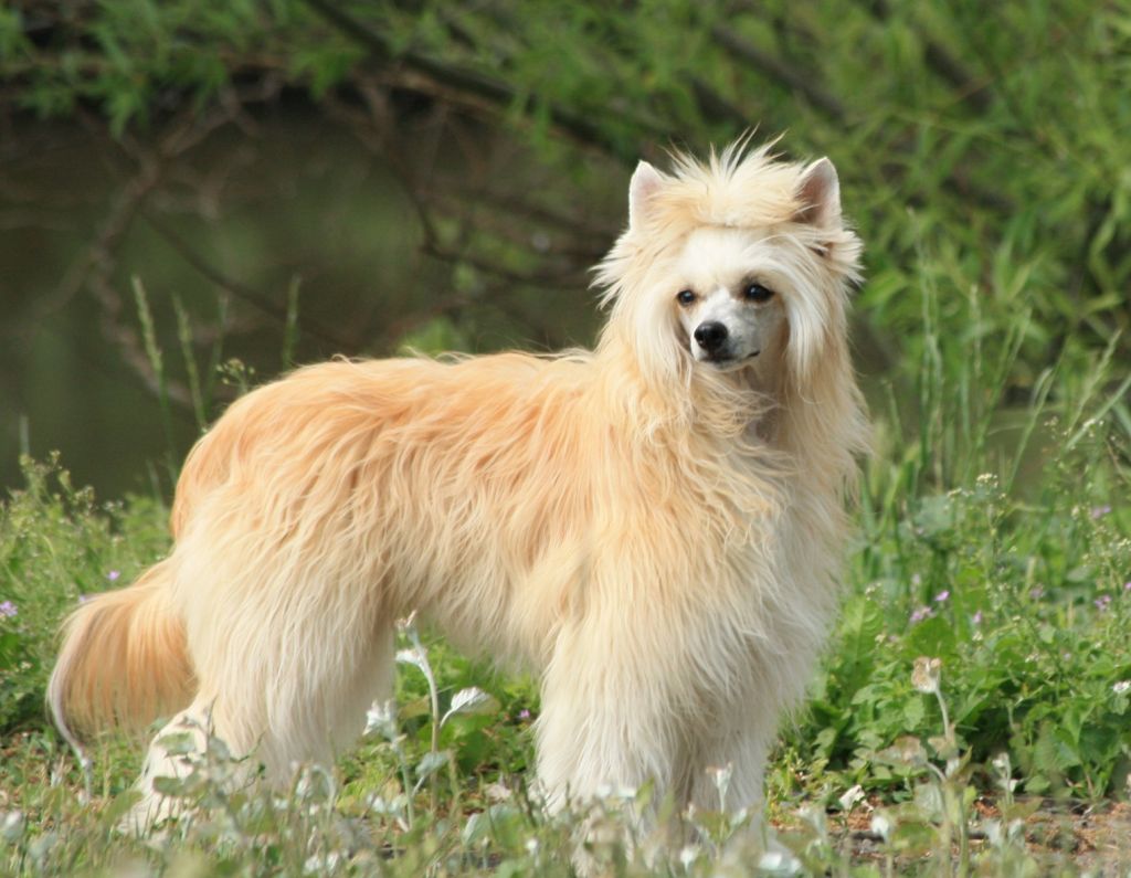 Fehérlófia Szörpilla