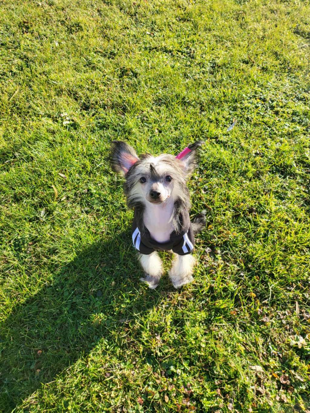 Xanthea Diamond of the Night