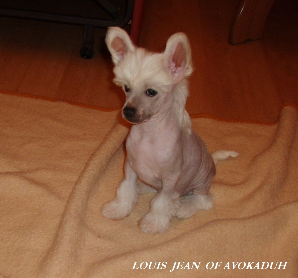 Louis Jean of Avokaduh