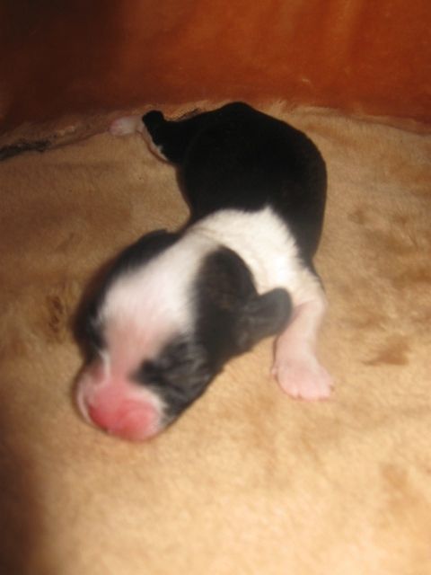 Illyuziya Nochnoi Desert