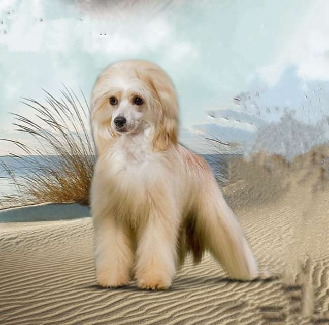 Ognenny Lotos Latina