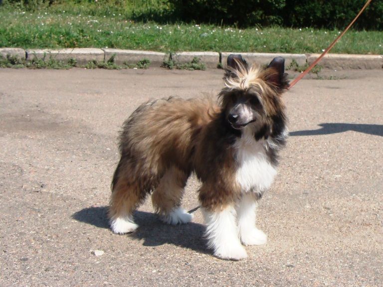 Cicilia Vittoria dell Amore