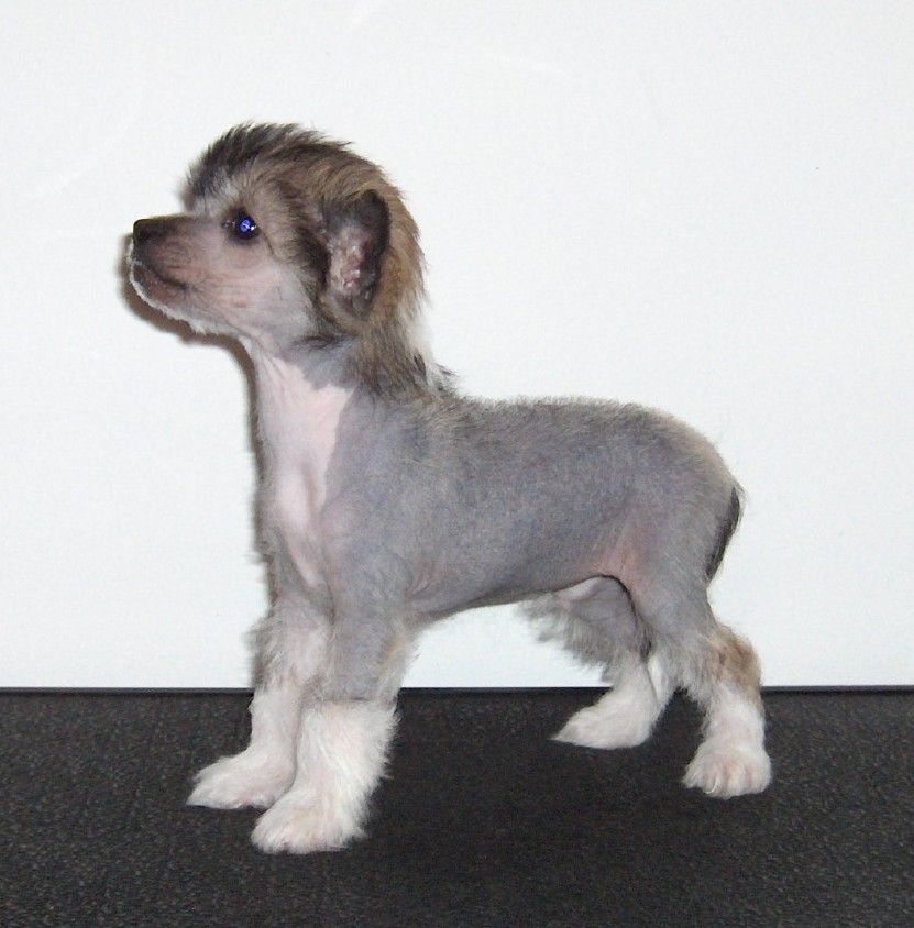 Goldenbay's Bird of Paradise