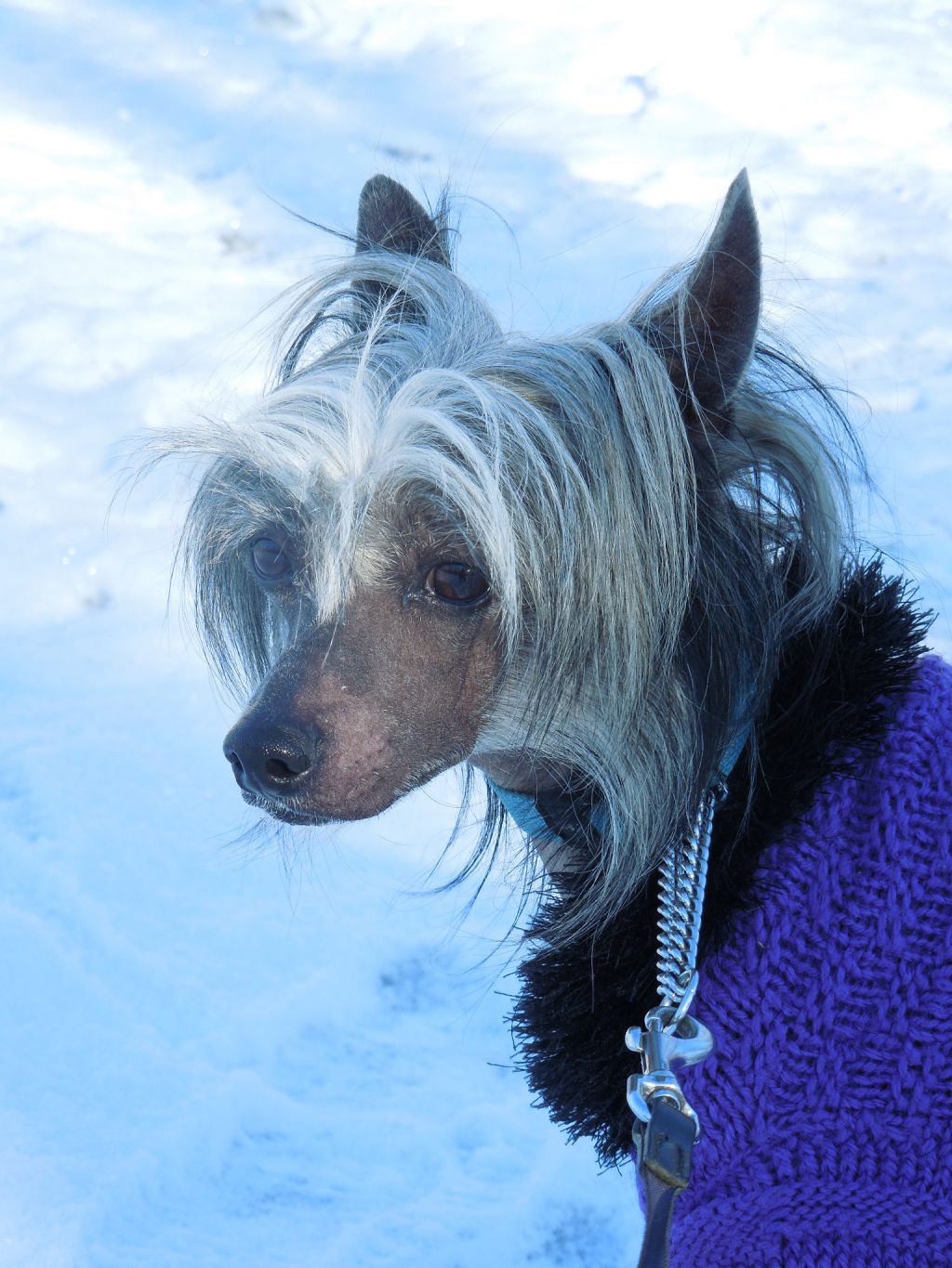 Nevskiy Favorit Tsezarion