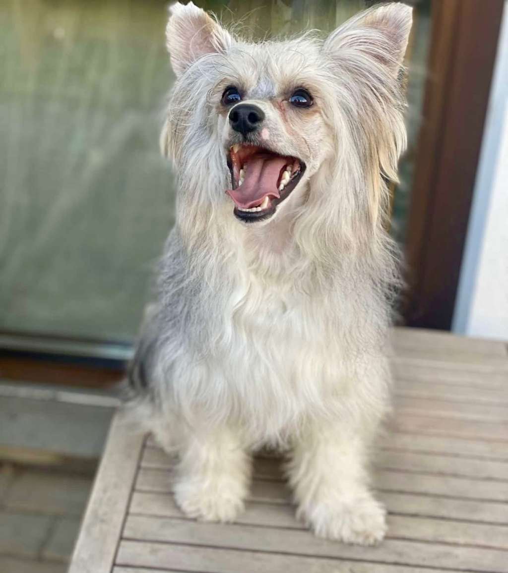 Ichigo Insolite Familier