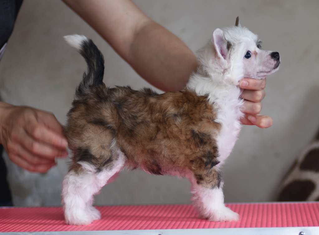 Terra iz Sozvezdiya Khana