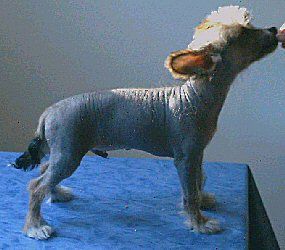 Sippelins Midnight Magic