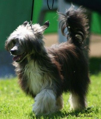 Chinetta's Celebrate Dior Blackrose