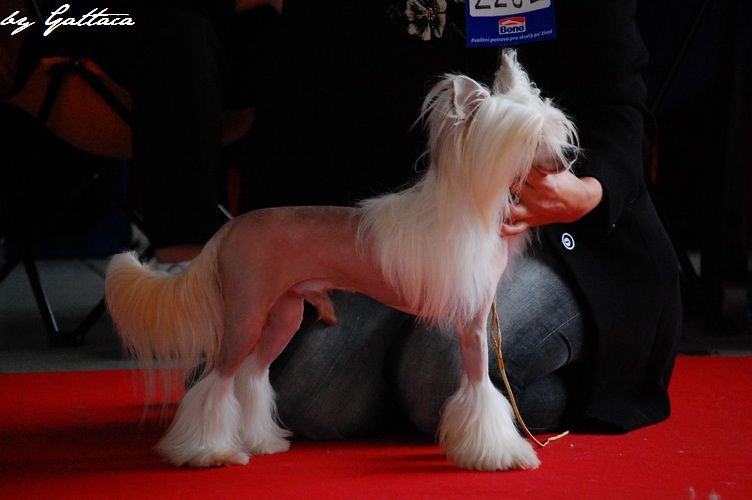 Crest-Vue's Civil Disturbance