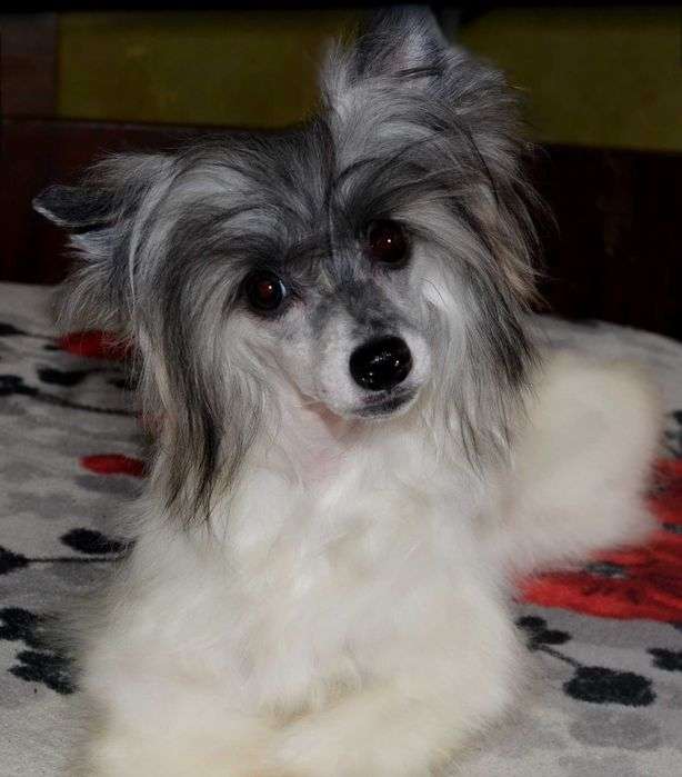 Magic of Success Kiera