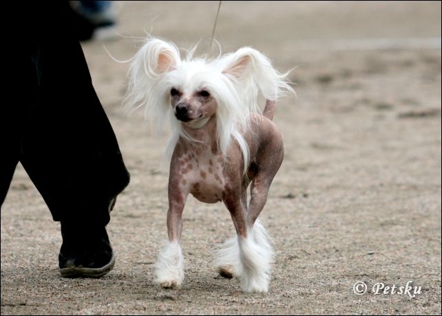 Zhannel's Glamour Girl