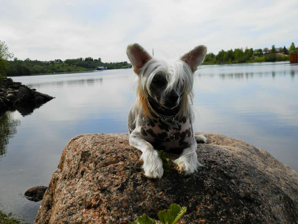 Picture