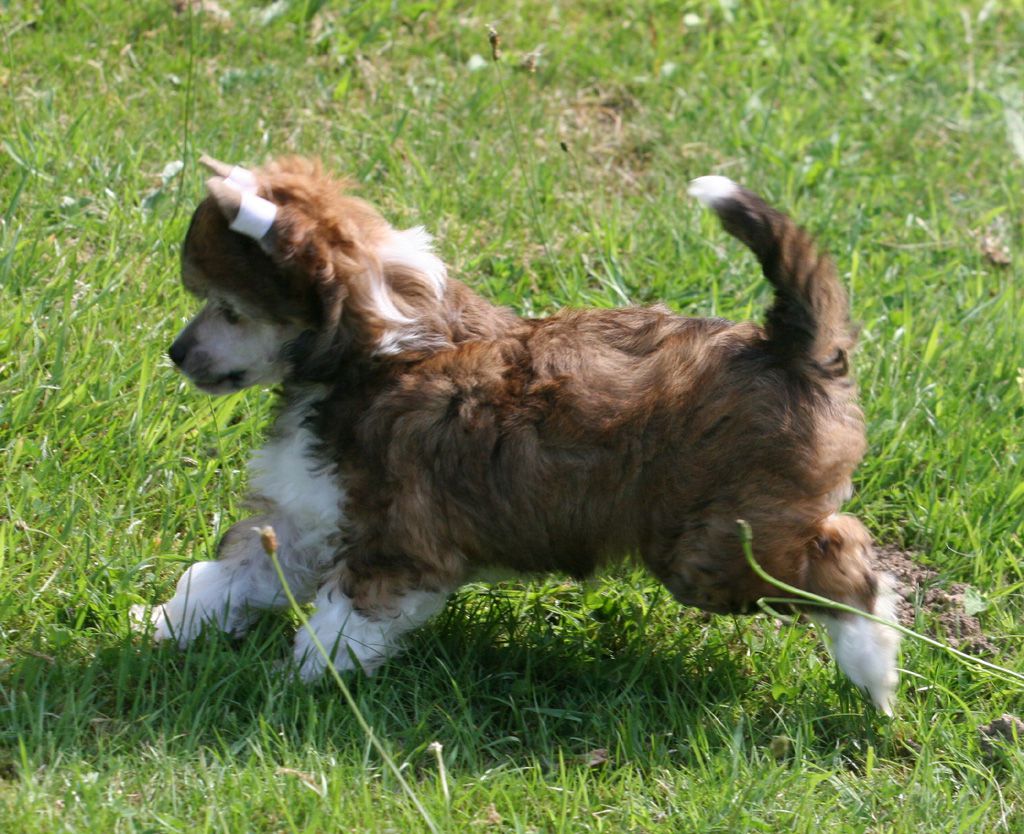 Baby sweet de Almamasan