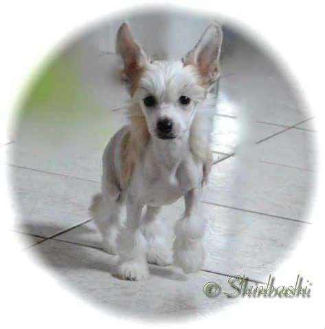 De La Vida Loca von Shinbashi