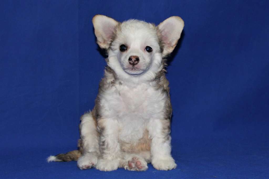 Ish Ty Kakaya Dlya Liris