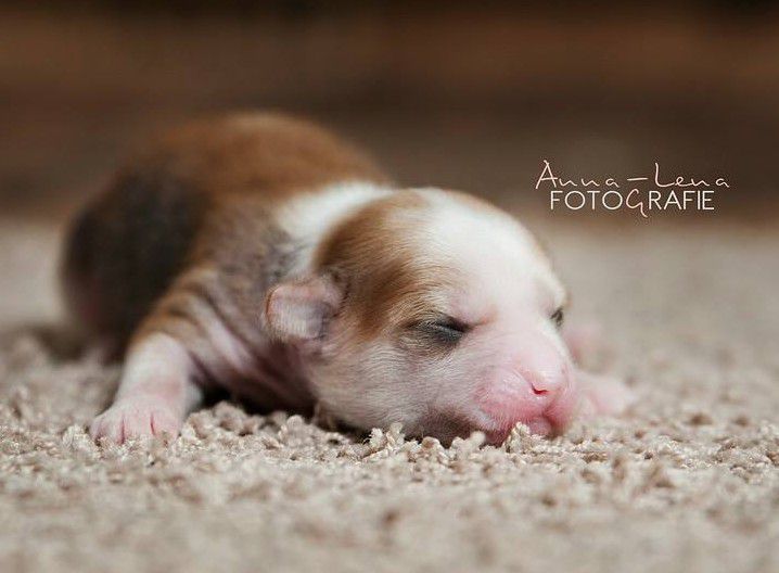 Little Rehma's Chen Po