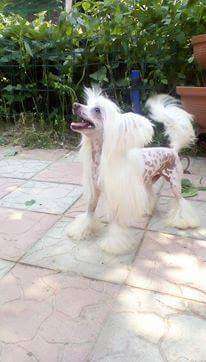 Vellar Pljus Frank Lin