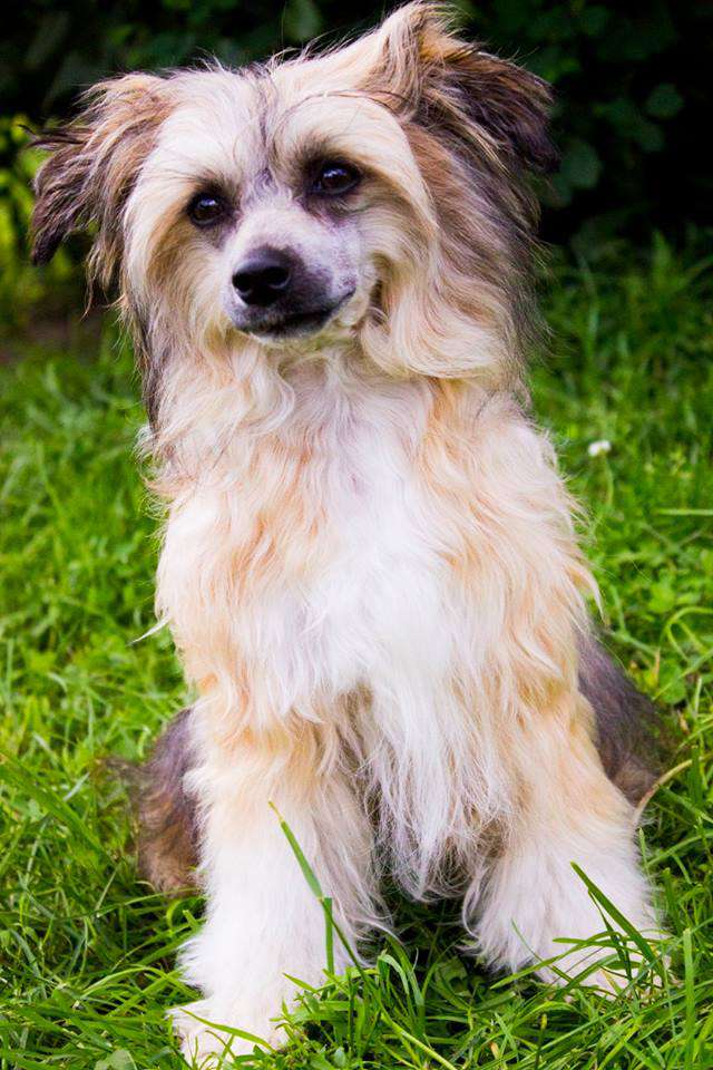 Margo RoyalStar Golden Veysheng