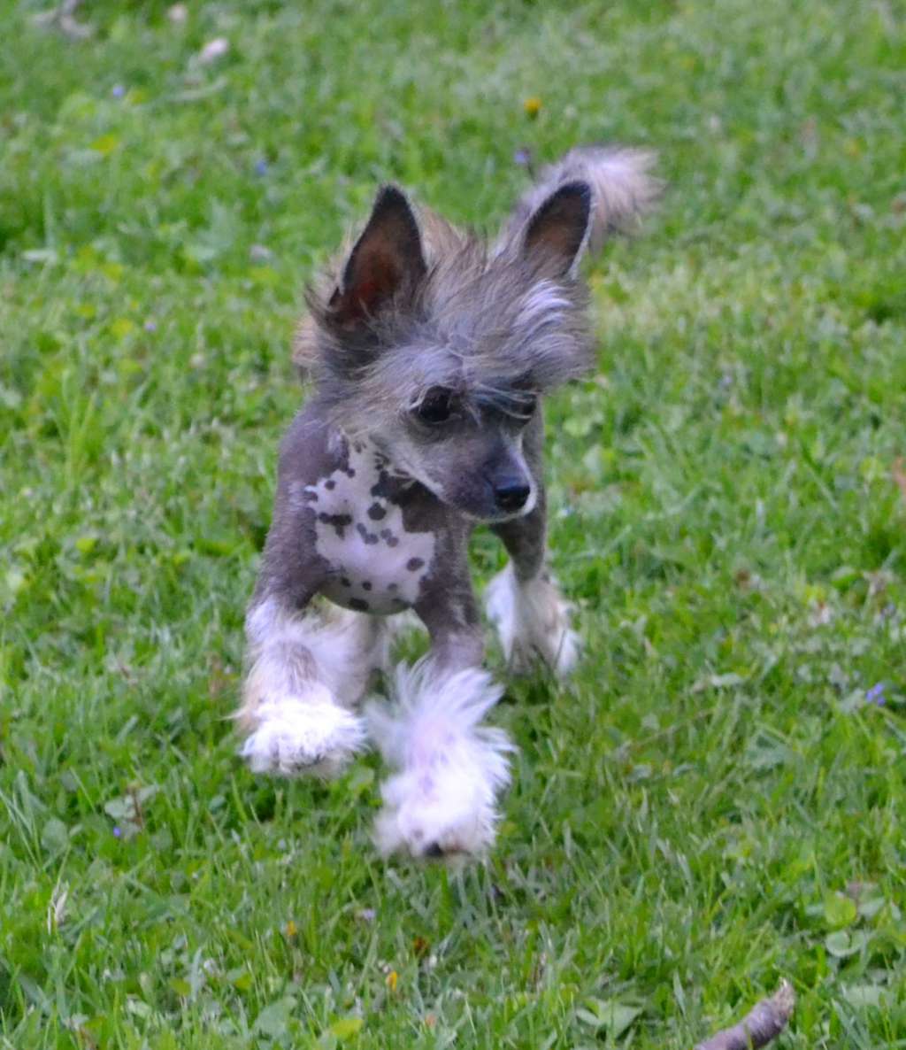 Delende Sweet Thing Worka Art