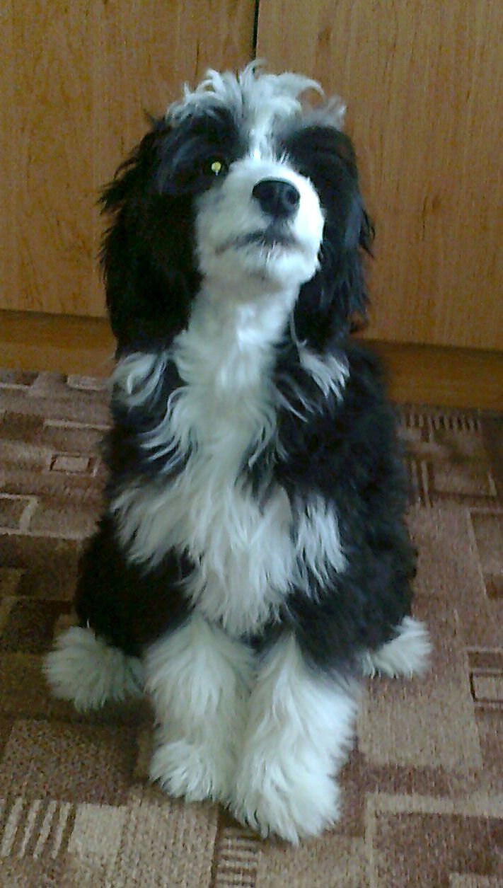 Wicky z Jasne hvezdy