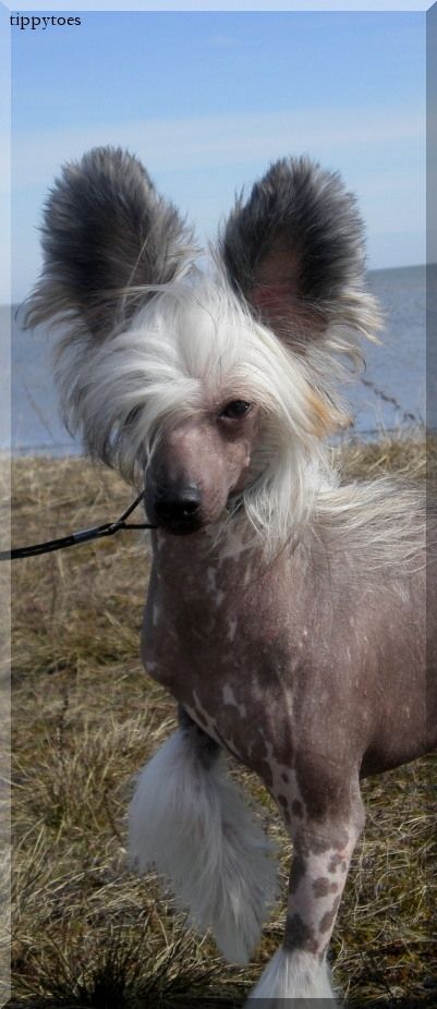 Tippytoes Rolled In Sugar