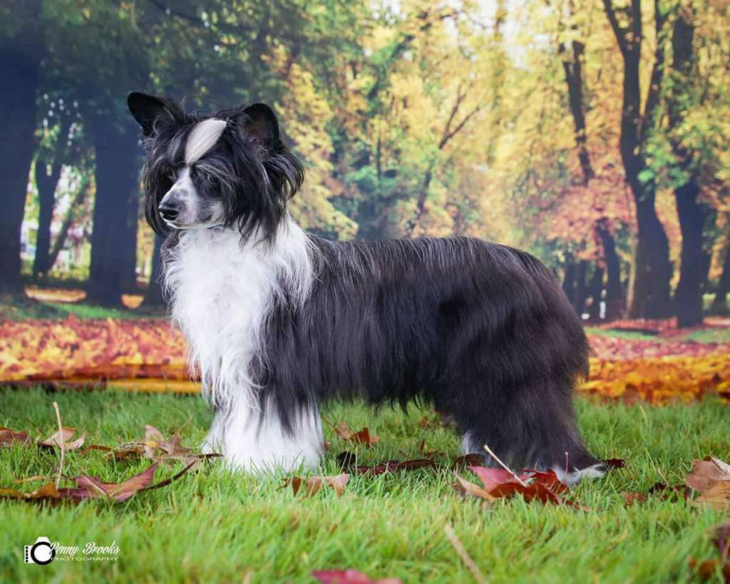 Koreke Onyx On Ice At Argosy