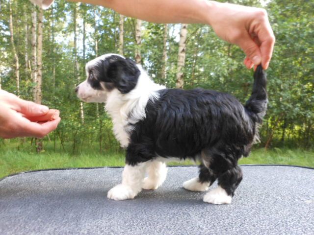 Magic'n Mystic Queen Of The Night