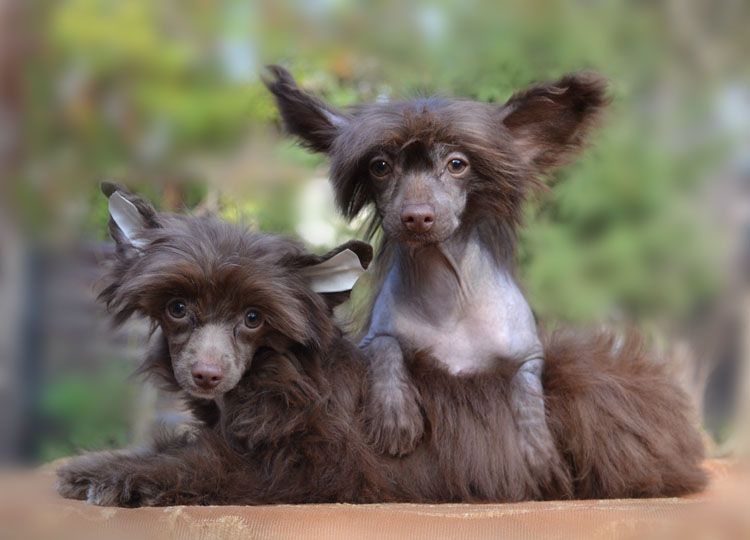 Vellar Pljus Shantili Chocco Snoki