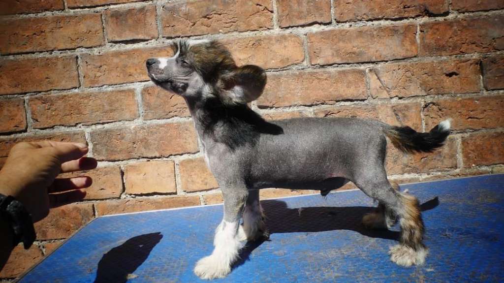 Doucai's wham Bam I Am Your Man