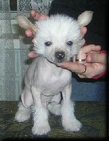 Karnelius Grand Shou