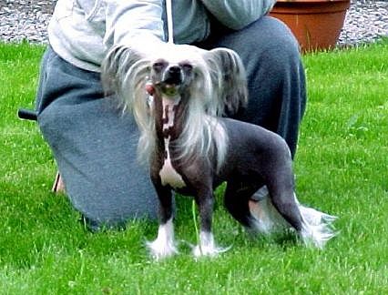 Belshaw's Miracle At Mocciz