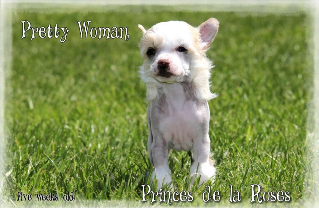 Pretty Woman Princes de la Roses