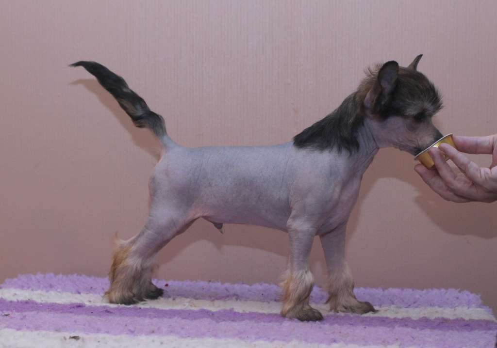 Artic Flyer's Oops I Did It Again