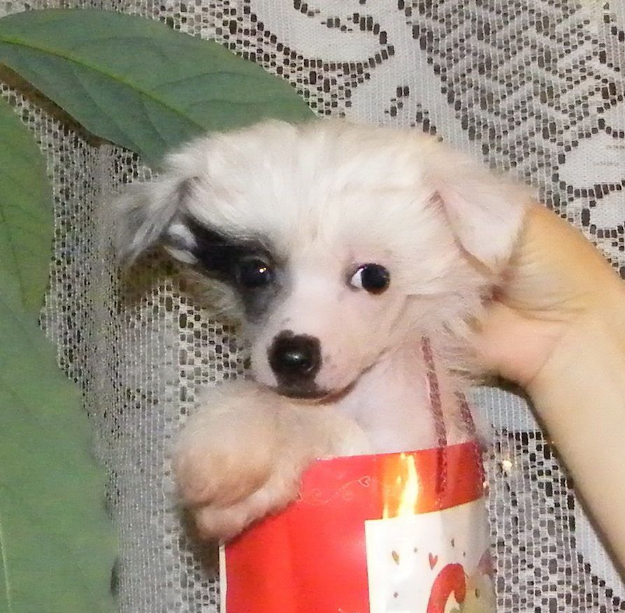 Picture