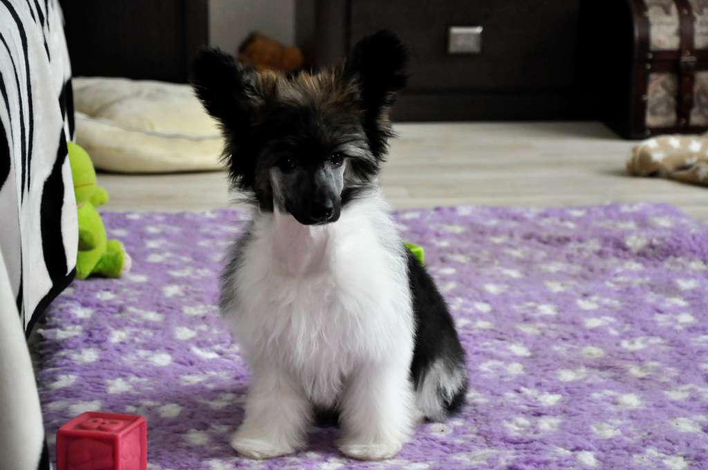 El Dorado Winning Smile