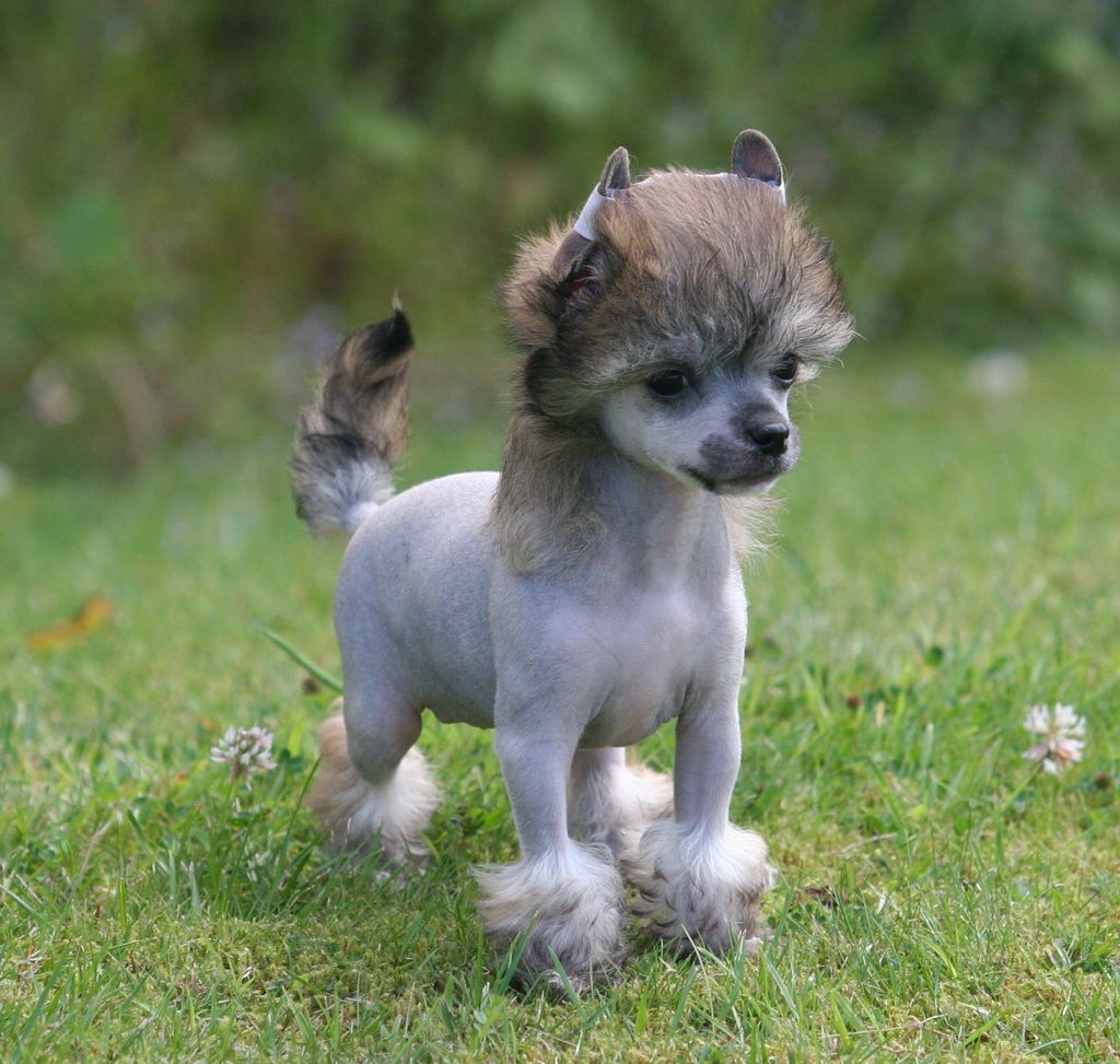 Bubble of love de Almamasan