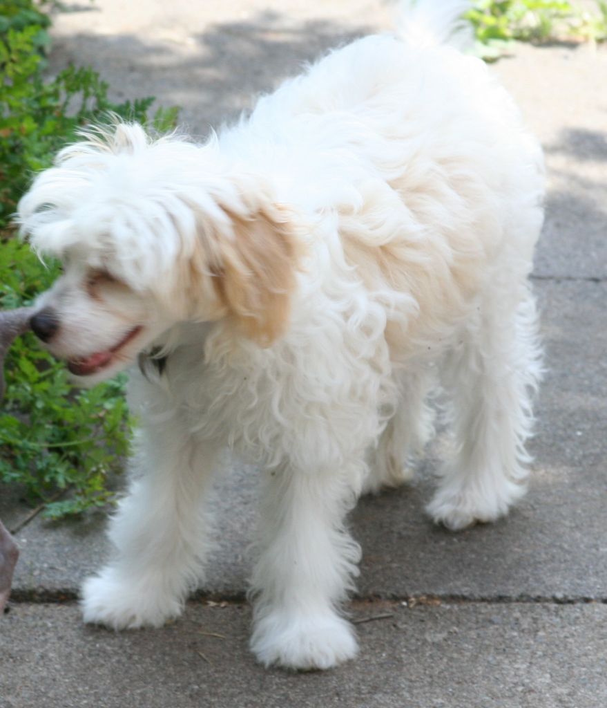 Konishiki Sweet and Sassy