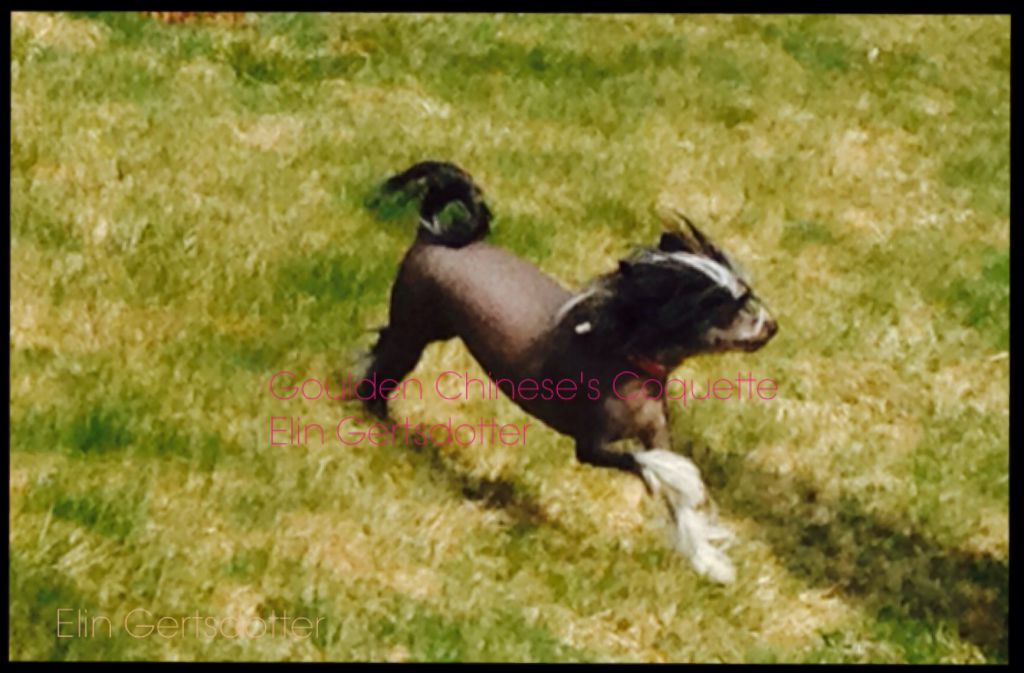 Goulden Chinese's Coquette