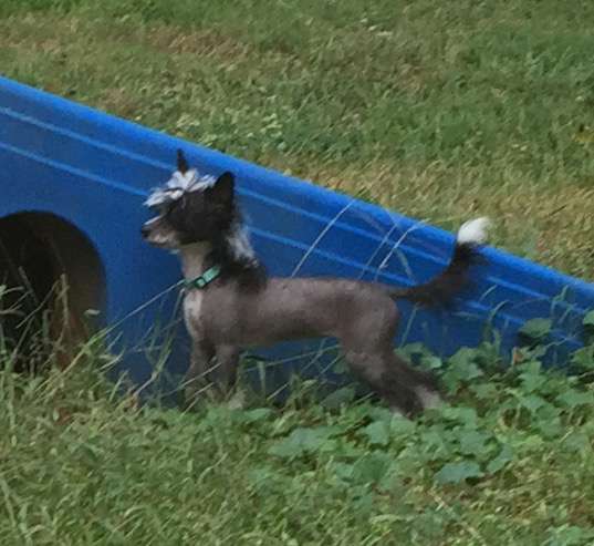 CH Sunlit's Belews Traveler