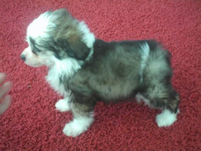 Che Si Rispetti Al Maarii Sapphire