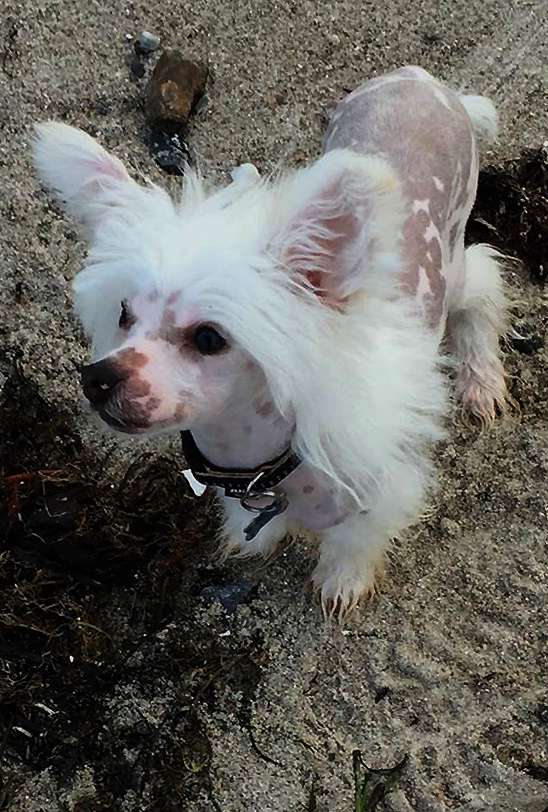 Belua Mea Thor Arise