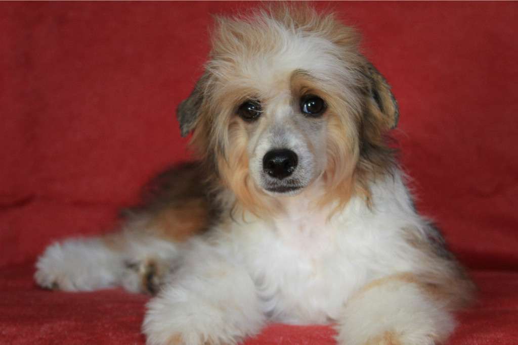 Hohlatiy glamour Zaki Obolstitel