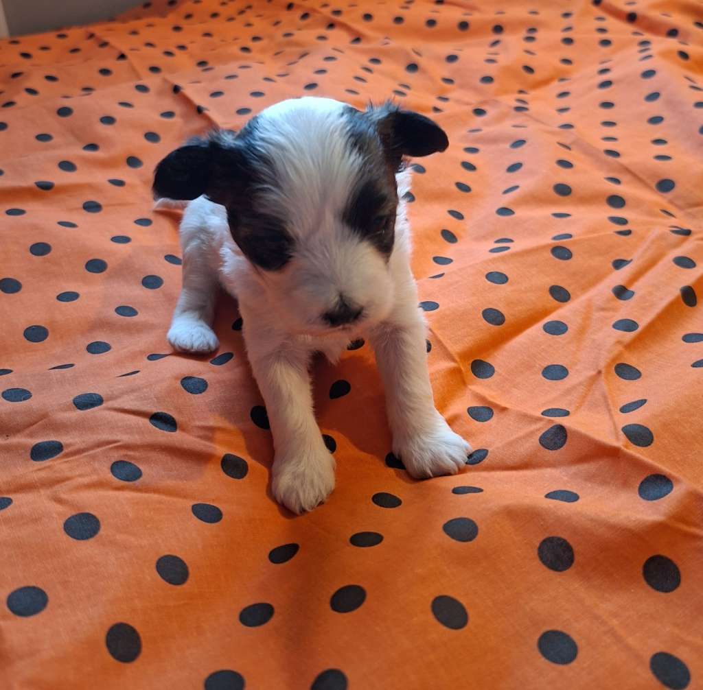 Krysolit Omg Look At Me