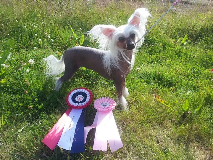 Proud Pony Walk With Fluffy Steps