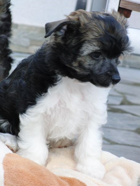 Aisedora Marischnacki